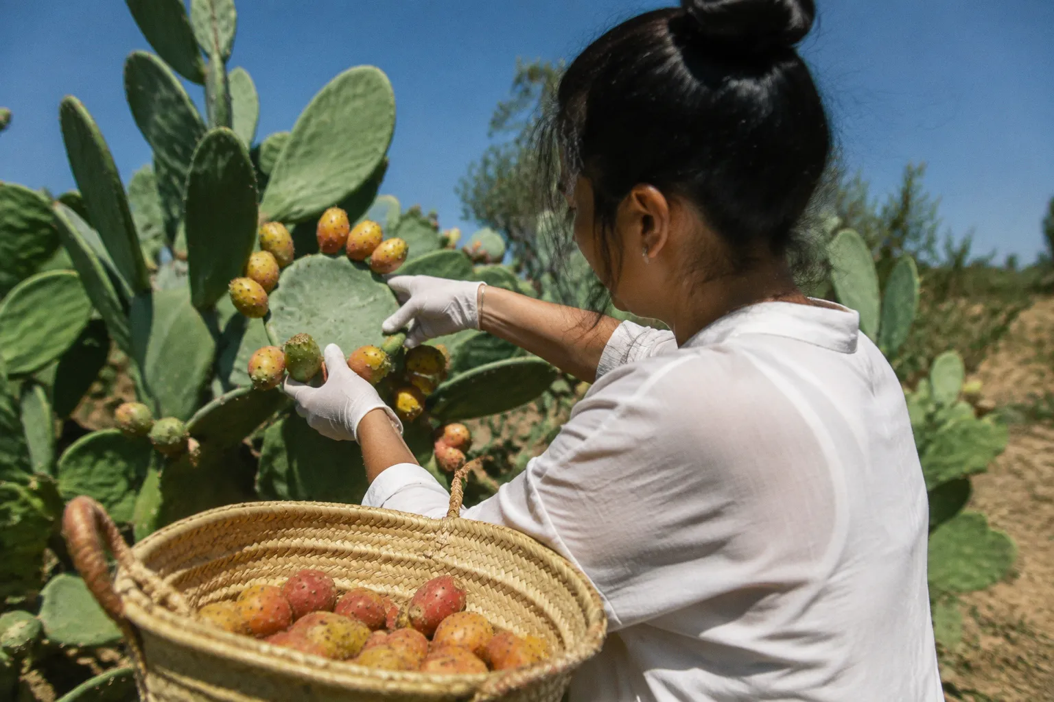 Cosmétique naturelle : comment concilier innovation scientifique et formulation artisanale